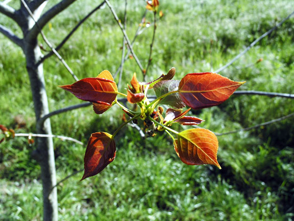 Newly emerged leaves in the spring.